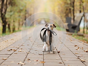 Jack Russell Terrier dog holding a leash for a walk in the autumn park.