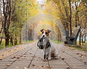 Jack Russell Terrier dog holding a leash for a walk in the autumn park.