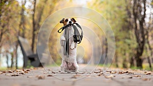 Jack Russell Terrier dog holding a leash for a walk in the autumn park.