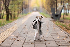 Jack Russell Terrier dog holding a leash for a walk in the autumn park.