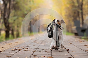 Jack Russell Terrier dog holding a leash for a walk in the autumn park.
