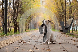 Jack Russell Terrier dog holding a leash for a walk in the autumn park.