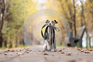 Jack Russell Terrier dog holding a leash for a walk in the autumn park.