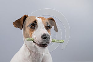 Jack Russell Terrier dog holding a rawhide toothpick in his teeth.