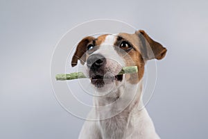 Jack Russell Terrier dog holding a rawhide toothpick in his teeth.