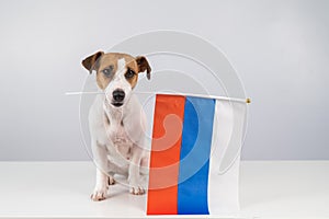 Jack Russell Terrier dog holding a small flag of the Russian Federation on a white background.