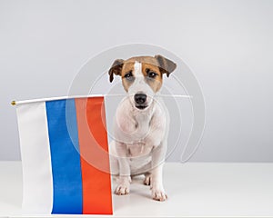 Jack Russell Terrier dog holding a small flag of the Russian Federation on a white background.