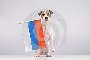 Jack Russell Terrier dog holding a small flag of the Russian Federation on a white background.