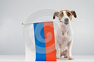 Jack Russell Terrier dog holding a small flag of the Russian Federation on a white background.