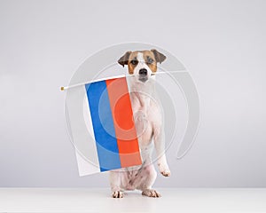 Jack Russell Terrier dog holding a small flag of the Russian Federation on a white background.