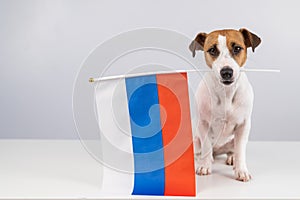 Jack Russell Terrier dog holding a small flag of the Russian Federation on a white background.