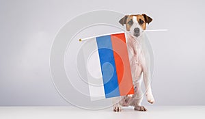 Jack Russell Terrier dog holding a small flag of the Russian Federation on a white background.