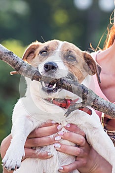 Jack Russell Terrier dog holding a wooden stick in the owner hands. A dog looking at the camera