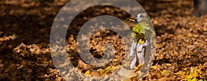 Jack Russell Terrier dog holding a yellow maple leaf on a walk in the autumn park.