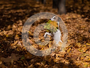 Jack Russell Terrier dog holding a yellow maple leaf on a walk in the autumn park.