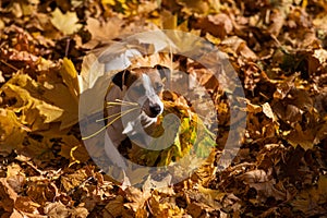 Jack Russell Terrier dog holding a yellow maple leaf on a walk in the autumn park.