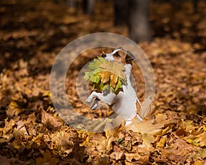 Jack Russell Terrier dog holding a yellow maple leaf on a walk in the autumn park.