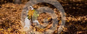 Jack Russell Terrier dog holding a yellow maple leaf on a walk in the autumn park.