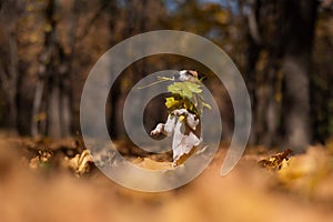 Jack Russell Terrier dog holding a yellow maple leaf on a walk in the autumn park.