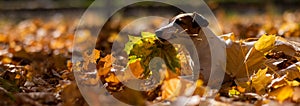 Jack Russell Terrier dog holding a yellow maple leaf on a walk in the autumn park.