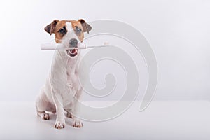 Jack russell terrier dog holds an electric toothbrush in his mouth on a white background. Oral hygiene concept in