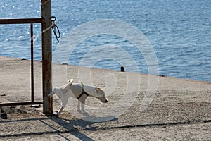 Jack Russell Terrier dog on an iron pole against the blue sea