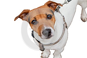 Jack Russell Terrier dog isolated on white background
