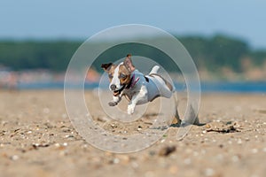 Jack Russell Terrier dog jumping on the sand