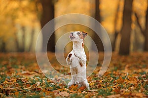 Jack Russell Terrier dog with leaves. gold and red color, walk in the park