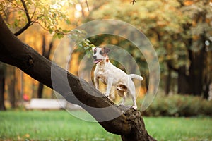 Jack Russell Terrier dog with leaves. gold and red color, walk in the park