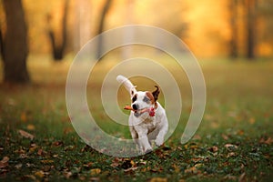 Jack Russell Terrier dog with leaves. gold and red color, walk in the park