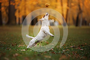 Jack Russell Terrier dog with leaves. gold and red color, walk in the park