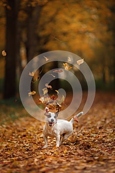 Jack Russell Terrier dog with leaves. gold and red color, walk in the park