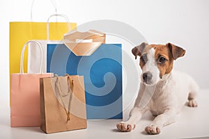 Jack russell terrier dog lies next to different paper bags on a white background. Sale season.