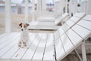 Jack Russell Terrier dog lies on a wooden deck chair on the beach.