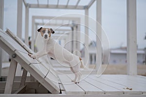 Jack Russell Terrier dog lies on a wooden deck chair on the beach.
