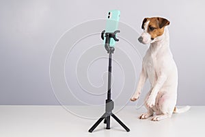 Jack Russell Terrier dog live streaming on smartphone.