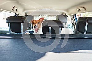 Jack Russell terrier dog looking out of car seat