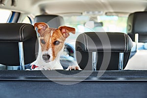 Jack Russell terrier dog looking out of car seat