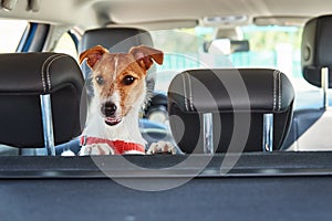 Jack Russell terrier dog looking out of car seat