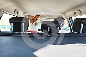 Jack Russell terrier dog looking out of car seat