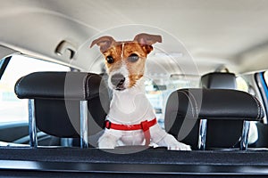 Jack Russell terrier dog looking out of car seat