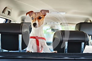 Jack Russell terrier dog looking out of car seat