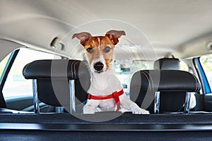 Jack Russell terrier dog looking out of car seat