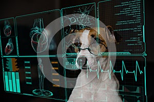 Jack Russell Terrier dog looks at the data on the virtual menu medical screen. Readings on the life support monitor.