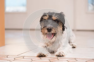 Jack Russell Terrier dog is lying on the floor in front of a white door and is is waiting for a walk