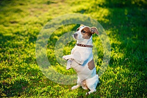 Jack Russell terrier dog is lying on a grass