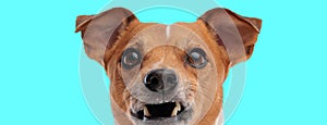 jack russell terrier dog making vampire teeths photo