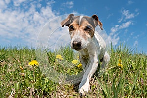 Jack Russell Terrier dog on a meadow in front of blue sky