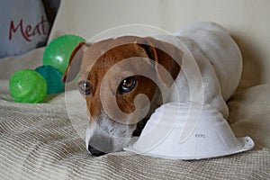 A Jack Russell Terrier dog near his favorite toys and an FFP2 mask used to protect himself from Coronavirus or Covid - 19  E photo
